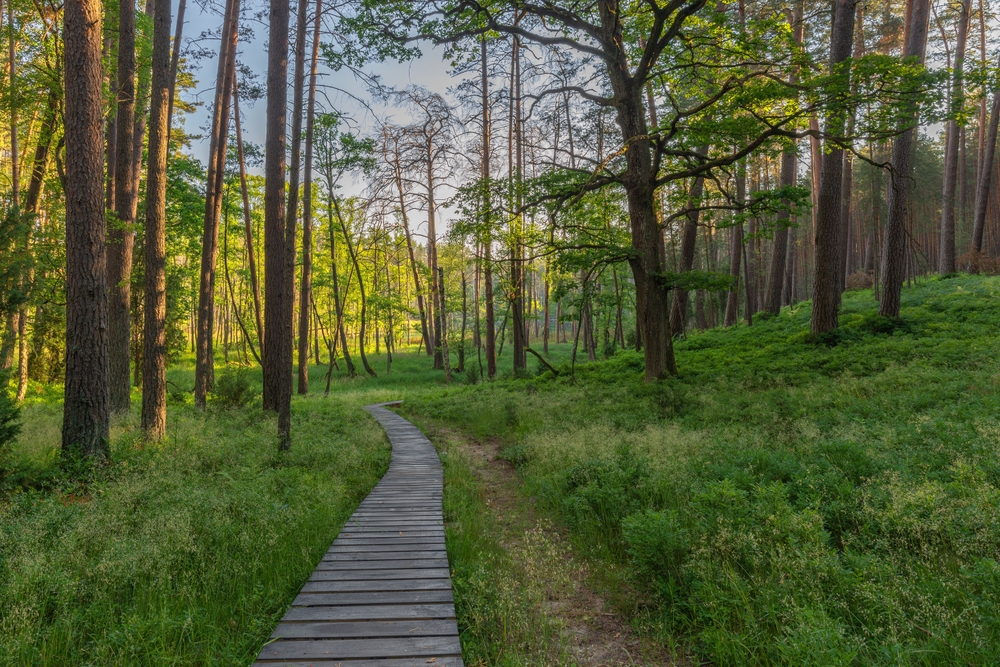 Park Narodowy Bory Tucholskie
