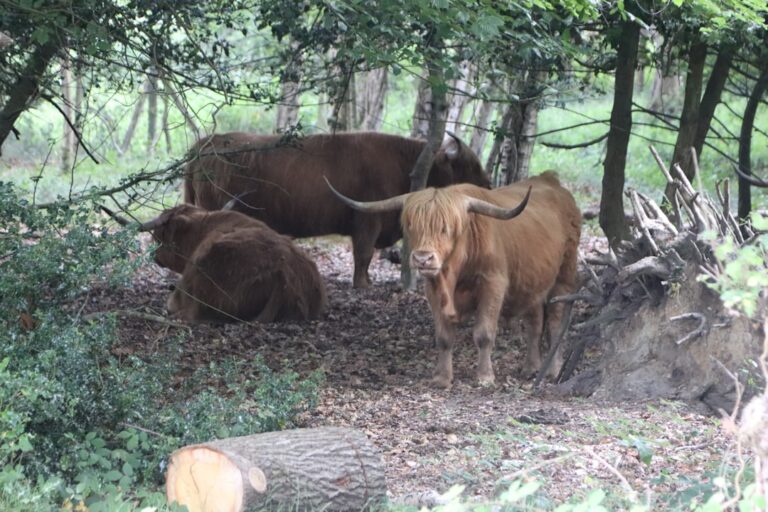 Białowieski Park Narodowy – spotkanie z żubrem