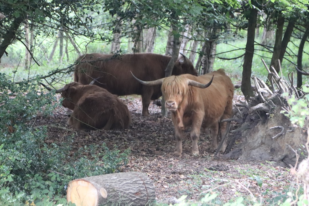 Białowieski Park Narodowy – spotkanie z żubrem