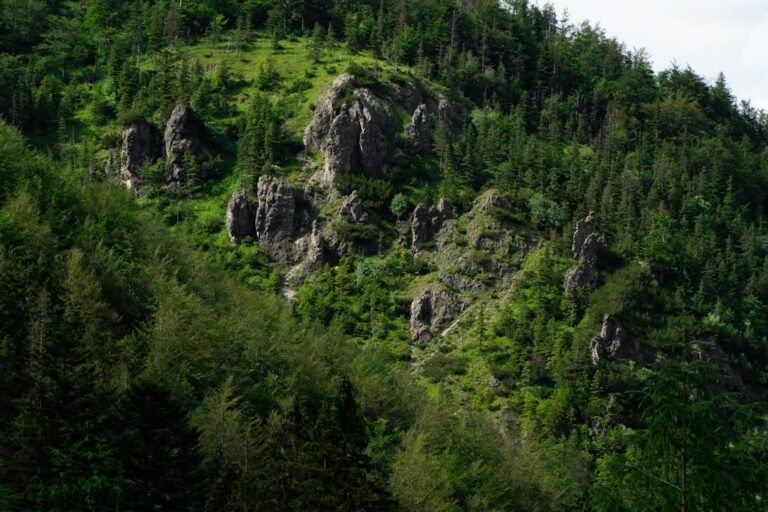 Roztocze – gdzie szukać dzikiej przyrody?