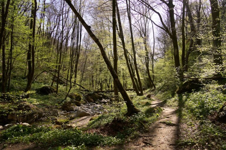 Wędrówki po Gorcach – szlaki na weekend dla każdego