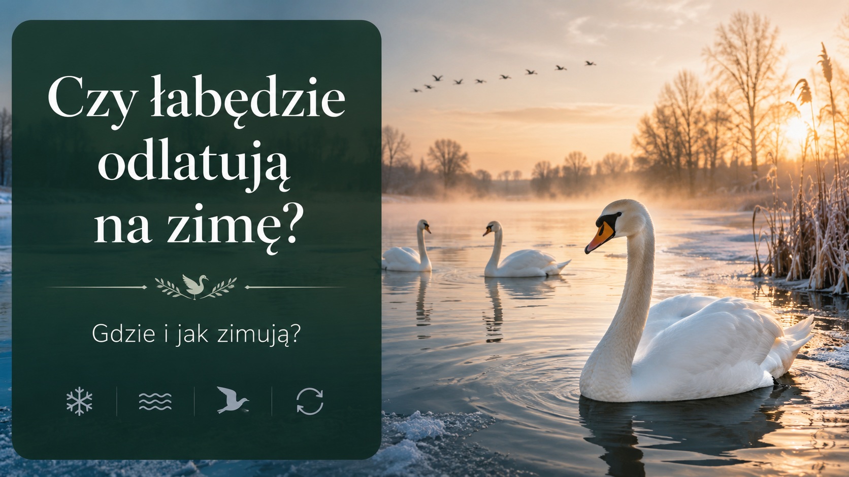 Czy łabędzie odlatują na zimę