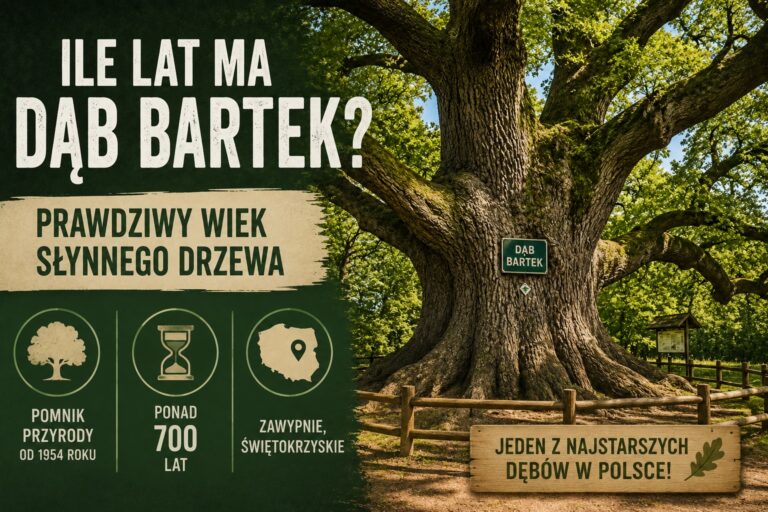 Ile lat ma Dąb Bartek